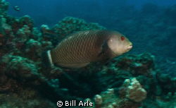 Reef fish.  Big Island, Hawaii. by Bill Arle 